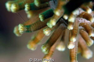 Soft coral from super macro perspective by Stan Flachs 